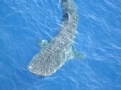 whaleshark18.jpg