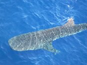 whaleshark19.jpg