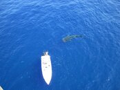 whaleshark21.jpg