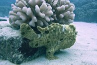 TwoStep_FrogFish-19-Edit.jpg