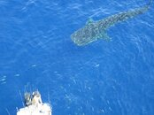 whaleshark22.jpg
