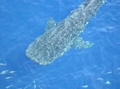 whaleshark23.jpg