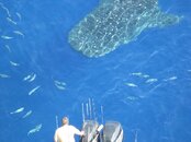 whaleshark24.jpg
