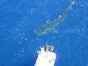 whaleshark25.jpg