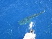 whaleshark26.jpg
