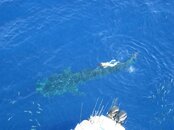 whaleshark27.jpg