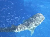whaleshark6.jpg