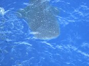 whaleshark5.jpg