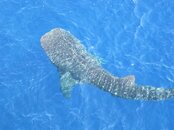 whaleshark3.jpg