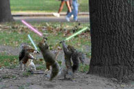 squirrels-lightsabers.jpg