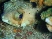 fish_3.jpg