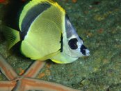 fish_7.jpg