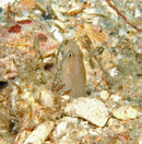 BHB East_09 27 09_8155_edited-1.jpg