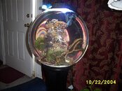 terrarium reef glowb.jpg