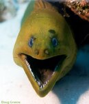 GreenMoray.jpg