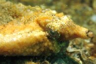 shortnose batfish bright.jpg