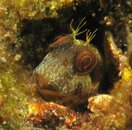 blenny.jpg