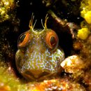 blenny bright.jpg