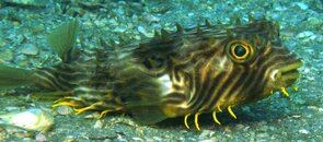 striped burr.jpg