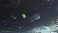 Porcupine Fish.jpg