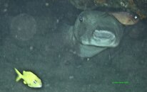 Porcupine Fish 4.jpg