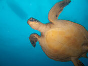 Sea turtle.jpg