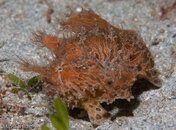 StriatedFrogfish-001.jpg