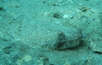 Flounder ee.JPG