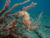 O Seahorse 2 hhh.JPG