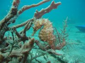 O Seahorse 2a pp.JPG
