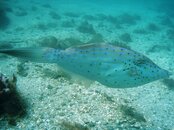 Scrawled Filefish 2 gg.JPG