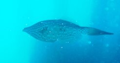 Scrawled Filefish dd.JPG