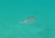 Squid d.JPG