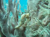 Y Seahorse 1 ff.JPG