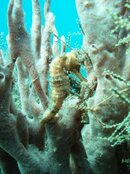Y Seahorse 1 pp.JPG