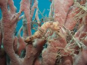 Y Seahorse 1a ss.JPG