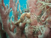 Y Seahorse 1a uu.JPG