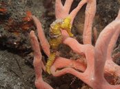 Y Seahorse 3 iii.JPG