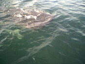 whale shark.jpg