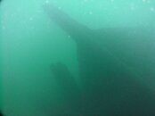 Bow of the Monarch 53 ft.jpg