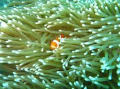 clownfish.jpg