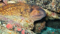 Sabang Wreck resident.jpg