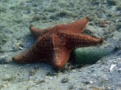 Cushion Star small.jpg