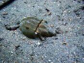 Horseshoe Crab small.jpg