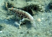 Lantern Bass small.jpg