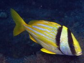 Porkfish small.jpg