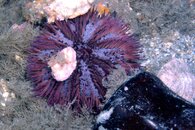 Purple Urchin small.jpg