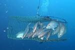 fish trap 1.jpg