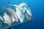 fish trap 2.jpg