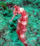 DSC00979-e.jpg